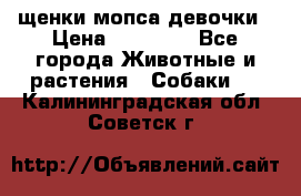 щенки мопса девочки › Цена ­ 25 000 - Все города Животные и растения » Собаки   . Калининградская обл.,Советск г.